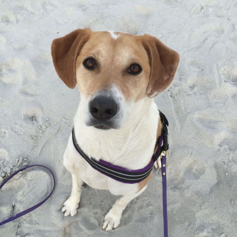 Cider Doughnut, a Beagle and Australian Cattle Dog mix tested with EmbarkVet.com