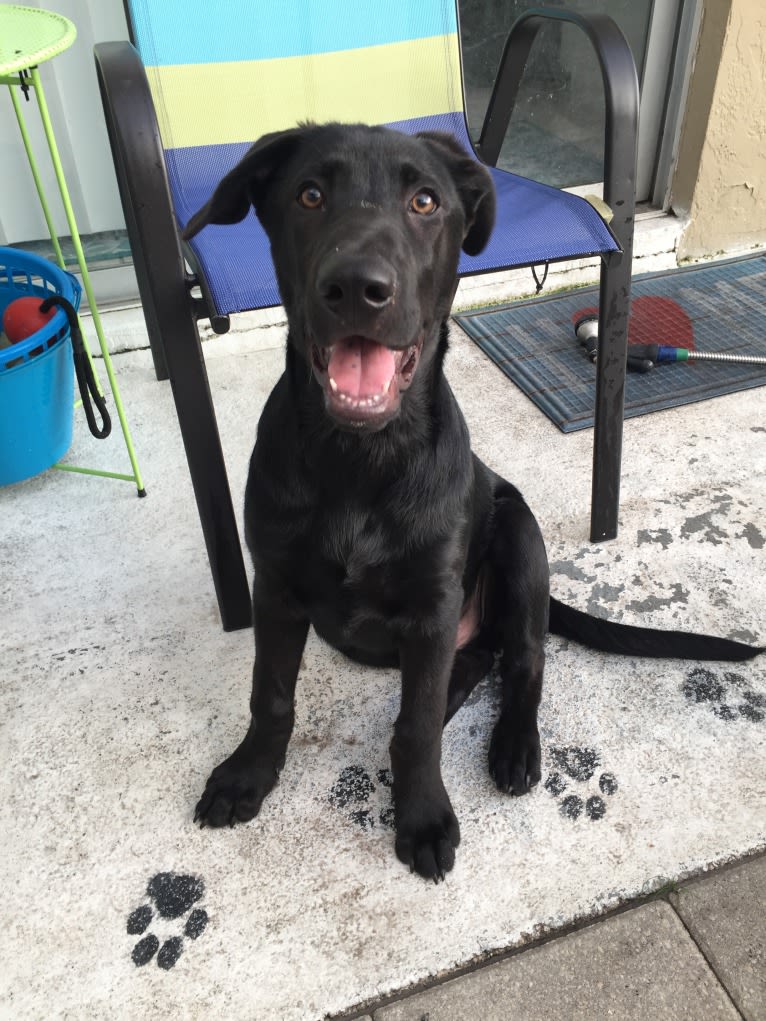 Reggie, a German Shepherd Dog and Chinese Shar-Pei mix tested with EmbarkVet.com