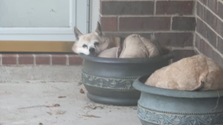 Lassie, a Pomeranian and Rat Terrier mix tested with EmbarkVet.com