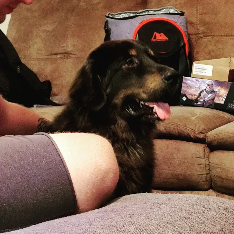 Morax, a Tibetan Mastiff and Poodle (Standard) mix tested with EmbarkVet.com