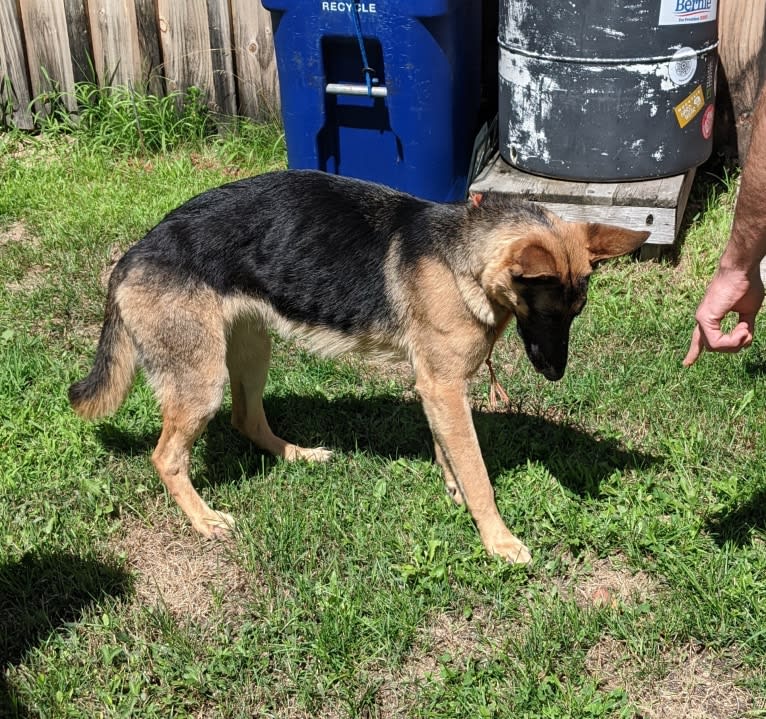 Lyra, a German Shepherd Dog tested with EmbarkVet.com