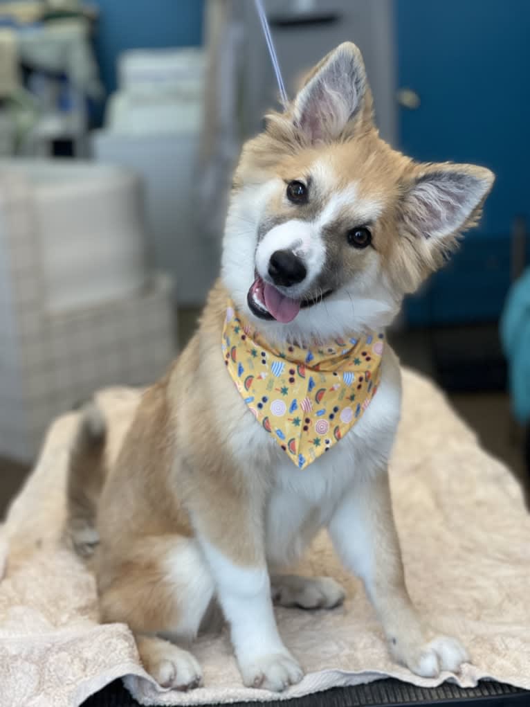 George, an Icelandic Sheepdog tested with EmbarkVet.com