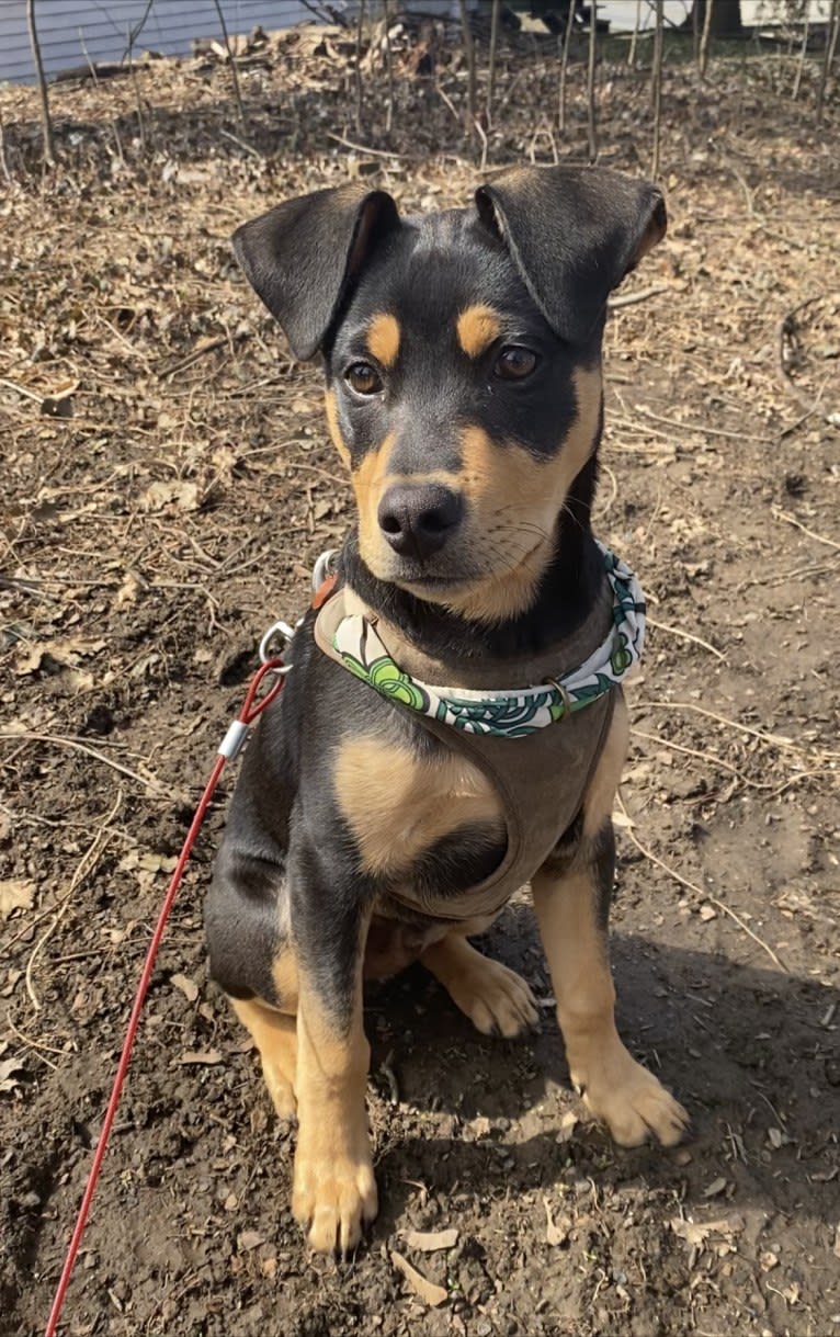 Ace, an American Pit Bull Terrier and Mountain Cur mix tested with EmbarkVet.com