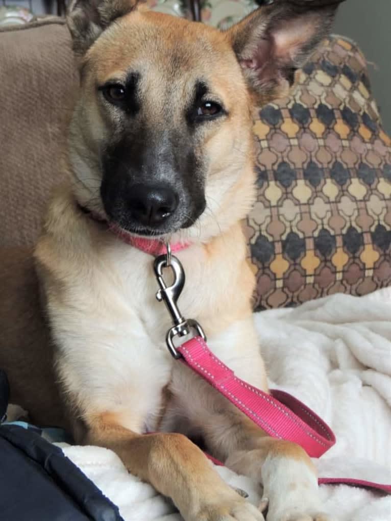 Lucy, a Northern East African Village Dog tested with EmbarkVet.com