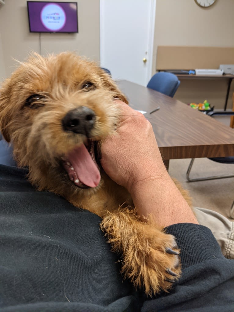 Simon LeBone, a Rottweiler and Shih Tzu mix tested with EmbarkVet.com