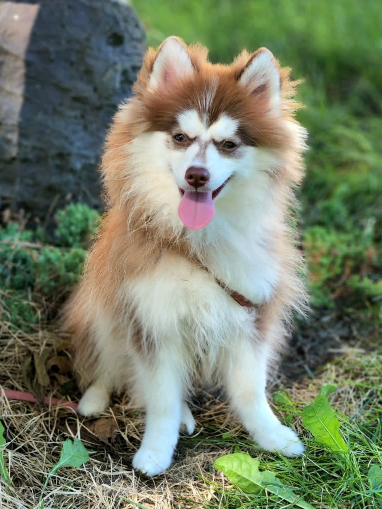 Chloe, a Pomsky tested with EmbarkVet.com