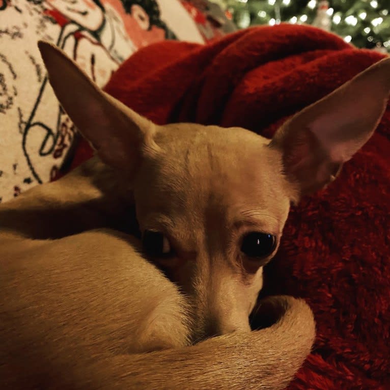 Oliver, a Chihuahua and Poodle (Small) mix tested with EmbarkVet.com