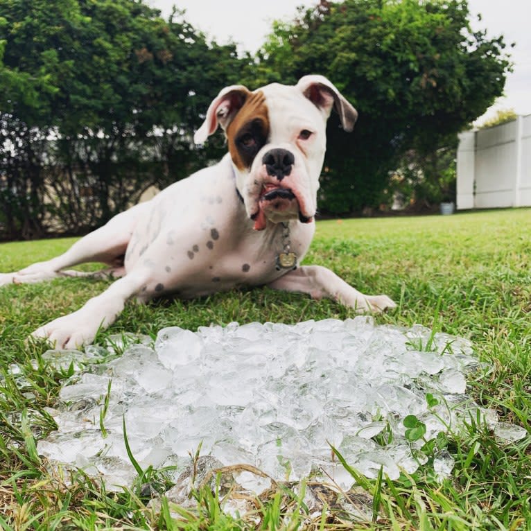 Charlie, a Boxer tested with EmbarkVet.com