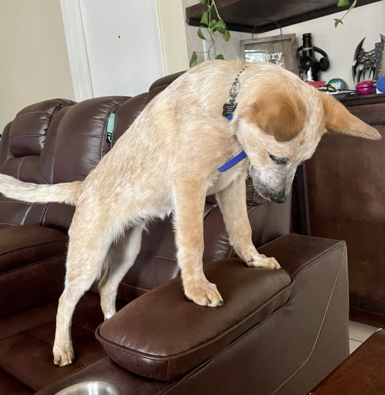 RAWLIE RIGGS, an Australian Cattle Dog and Poodle (Small) mix tested with EmbarkVet.com