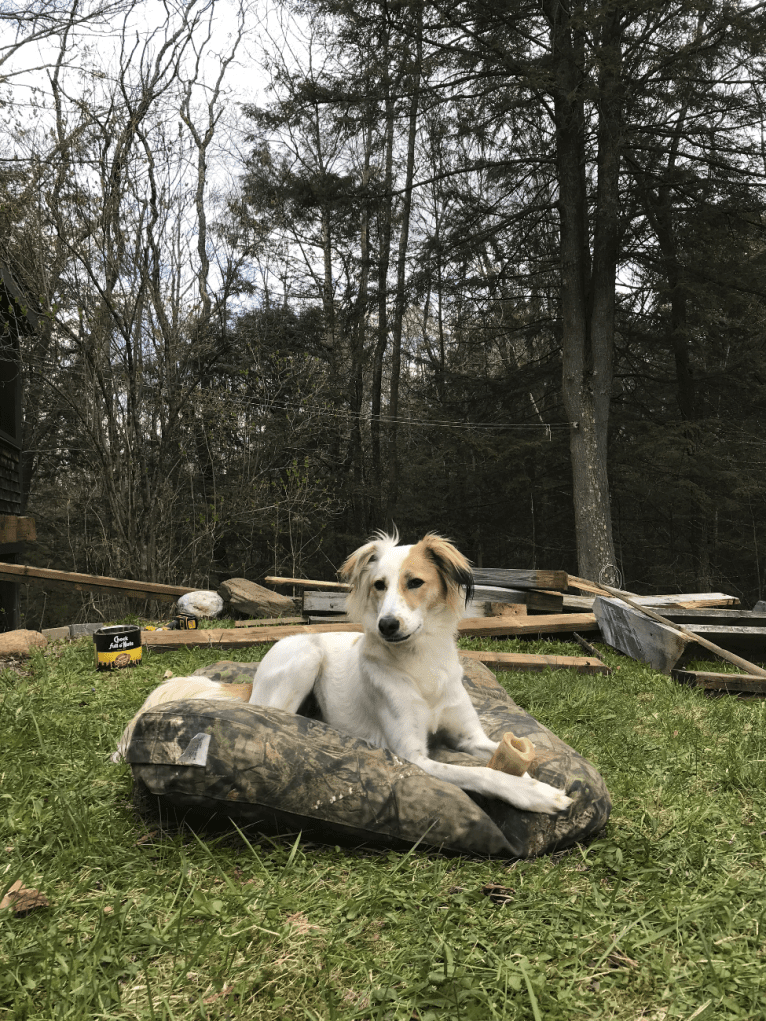 Carrot, a South Asian Village Dog tested with EmbarkVet.com