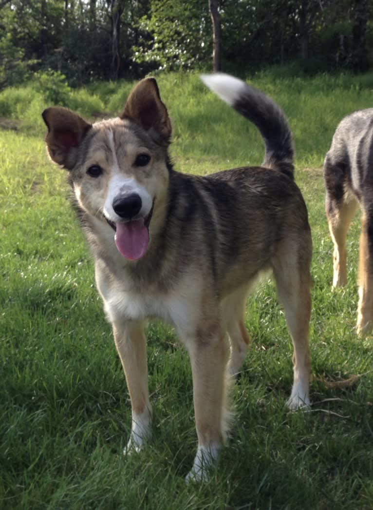 Wiley, an Alaskan-type Husky and Labrador Retriever mix tested with EmbarkVet.com