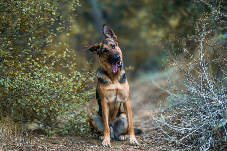 Gunther, a German Shepherd Dog and Labrador Retriever mix tested with EmbarkVet.com