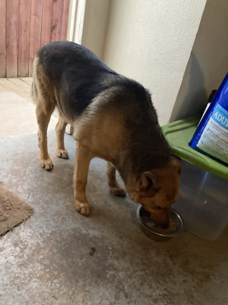 Lukas, a German Shepherd Dog and Australian Cattle Dog mix tested with EmbarkVet.com