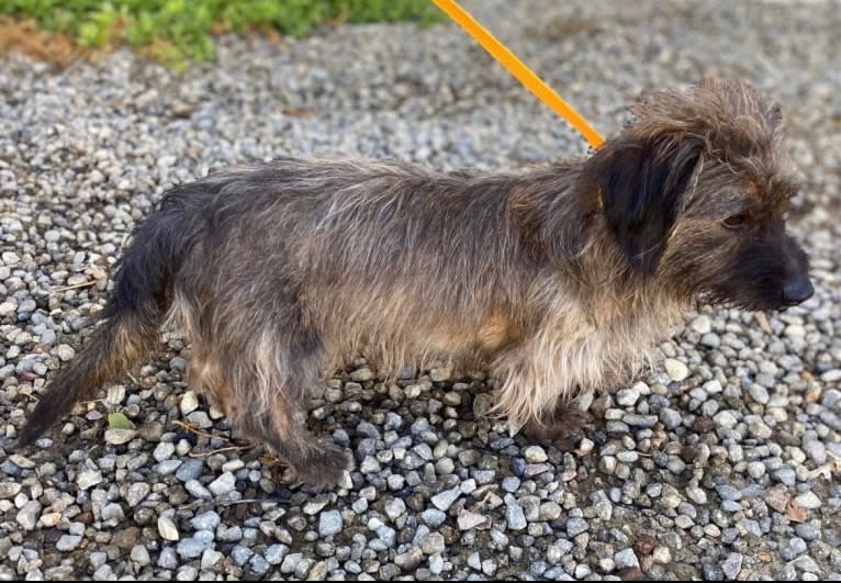 Otis, a Dachshund and Shih Tzu mix tested with EmbarkVet.com