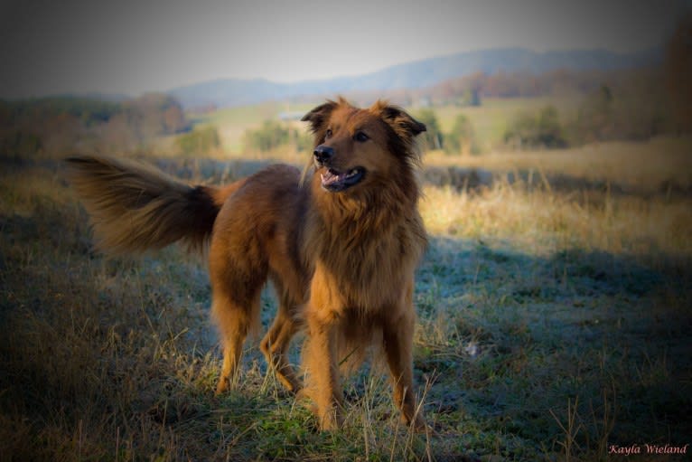 Palisadie’s Duchess of Sheborgo (Sadie), a Border Collie and Chow Chow mix tested with EmbarkVet.com