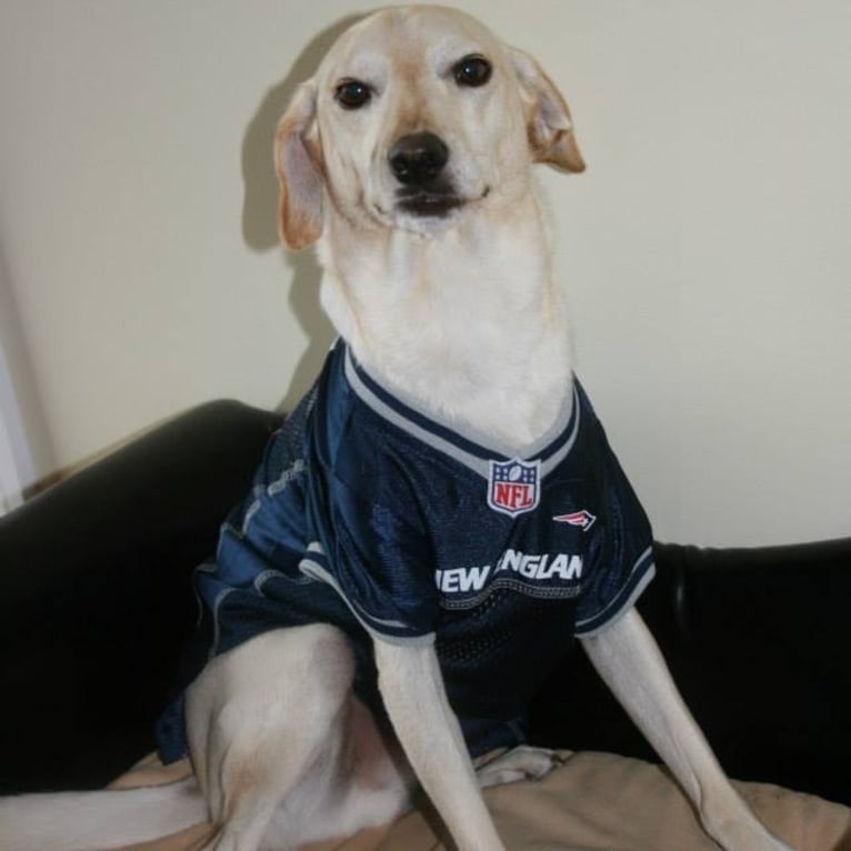 Stanley, a Cocker Spaniel and Labrador Retriever mix tested with EmbarkVet.com