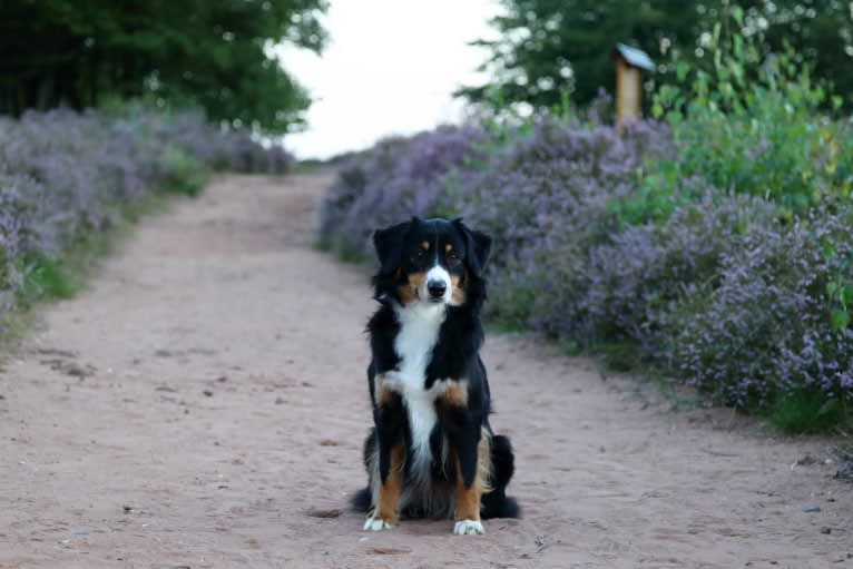 LOST RIVER CURSE OF THE BLACK PEARL, an Australian Shepherd tested with EmbarkVet.com