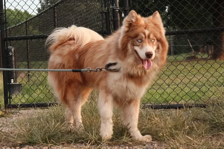 Sokka, a Siberian Husky tested with EmbarkVet.com