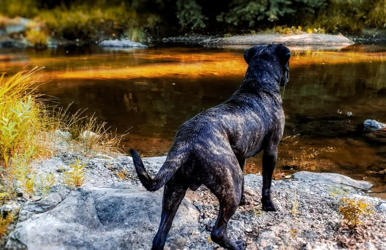 Trigger, a Mastiff and Cane Corso mix tested with EmbarkVet.com