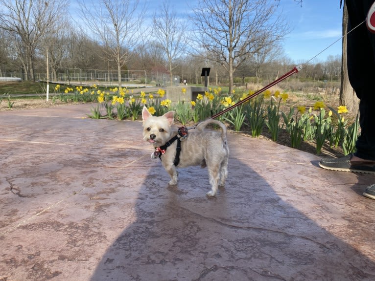 Bulgogi, a Morkie tested with EmbarkVet.com