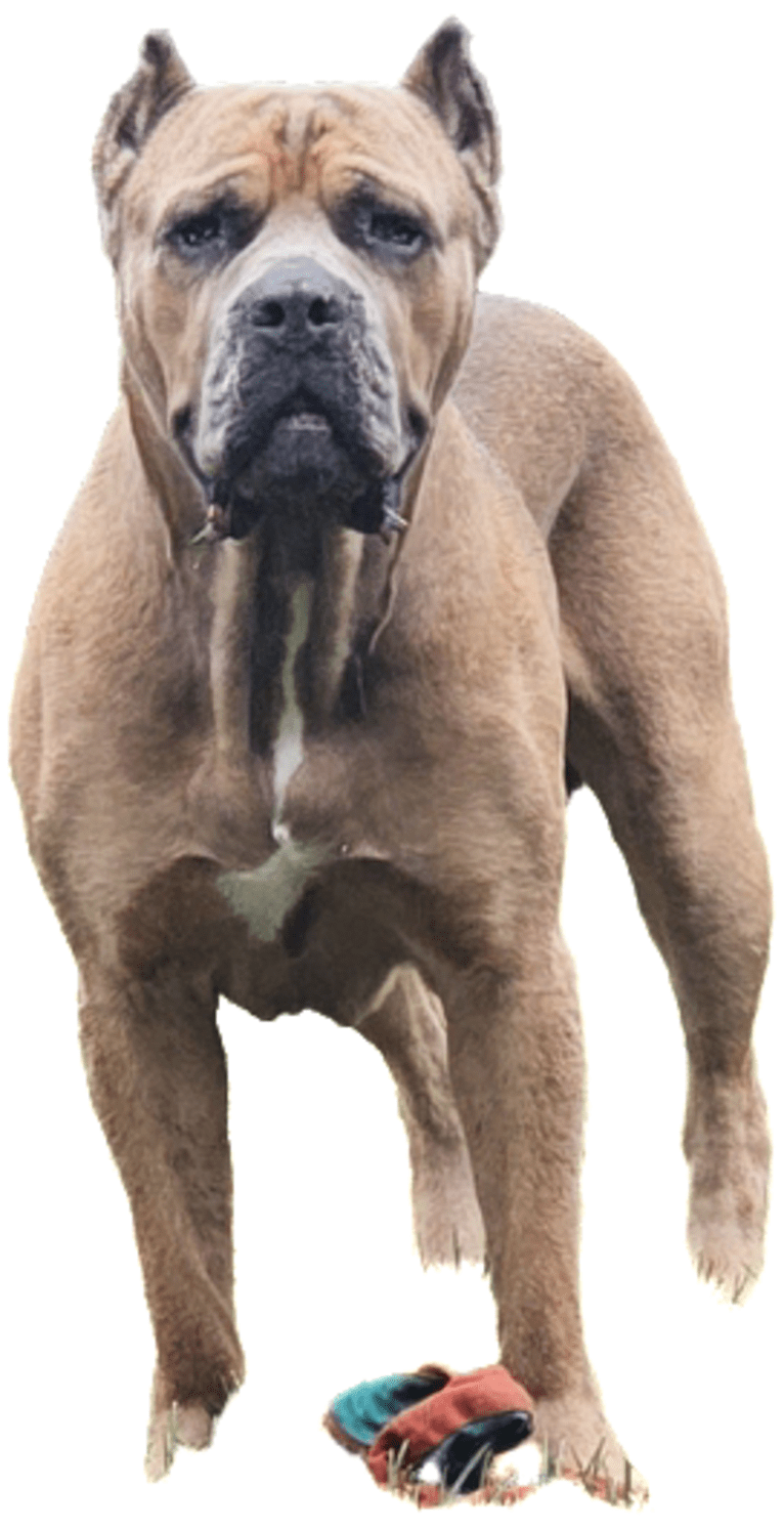 Dredd, a Cane Corso tested with EmbarkVet.com