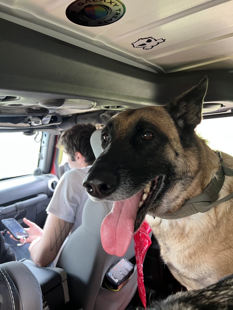 Whiskey, a Belgian Malinois and German Shepherd Dog mix tested with EmbarkVet.com