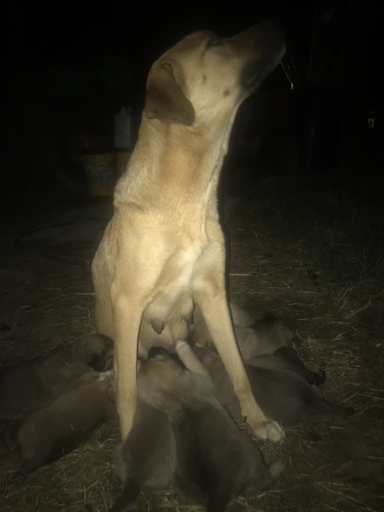 Fisher, an Anatolian Shepherd Dog tested with EmbarkVet.com
