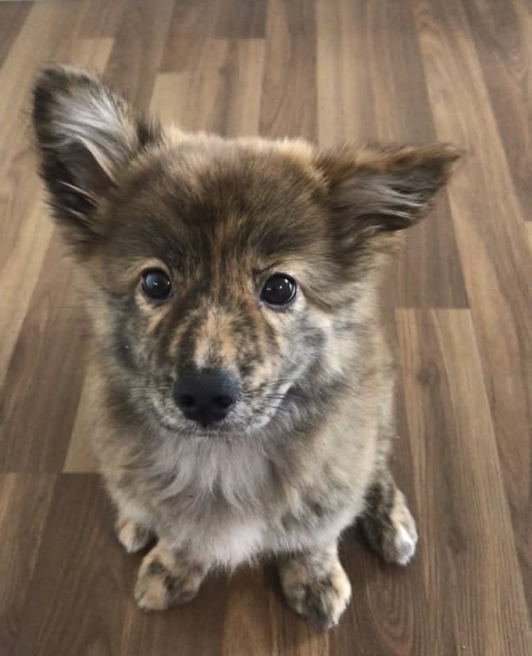 Bamdal, a Japanese or Korean Village Dog tested with EmbarkVet.com