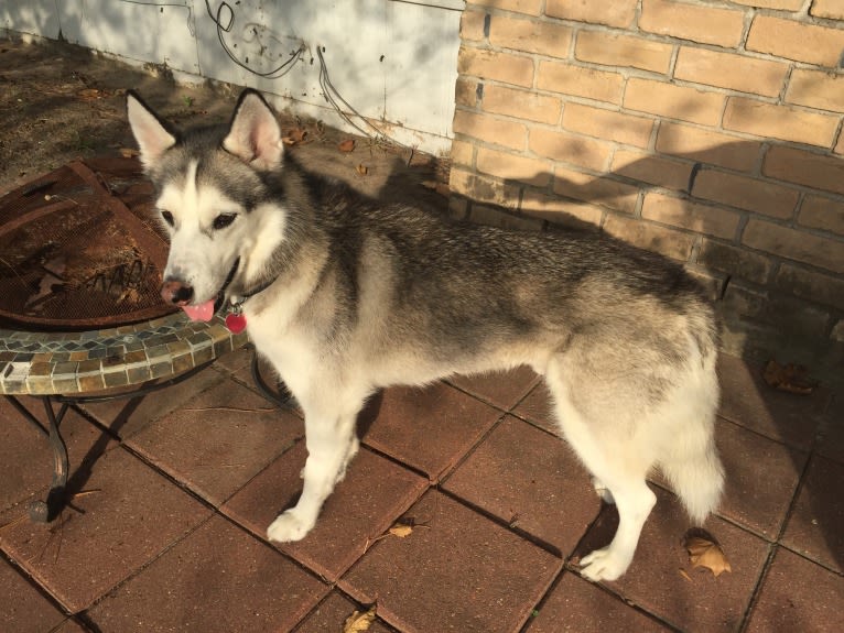 Chamo, a Siberian Husky and Alaskan Malamute mix tested with EmbarkVet.com