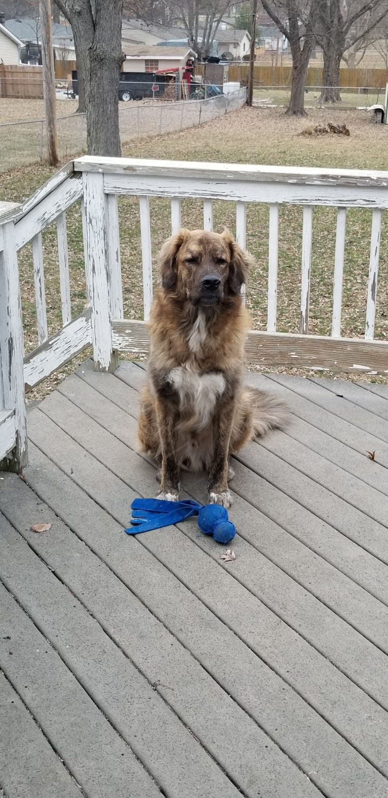 Calvin, a Maremma Sheepdog and Saint Bernard mix tested with EmbarkVet.com