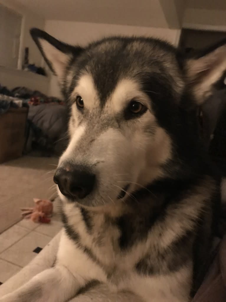 Fenrir, an Alaskan Malamute tested with EmbarkVet.com