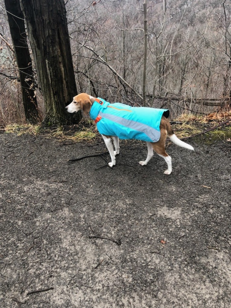 Celia, an American Foxhound tested with EmbarkVet.com