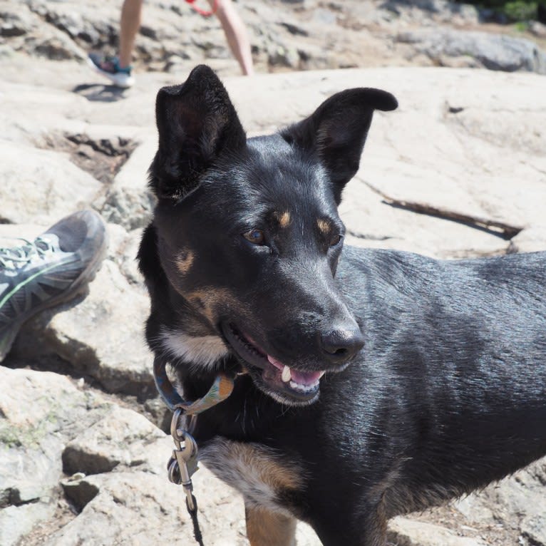Noosa, an Australian Cattle Dog and German Shepherd Dog mix tested with EmbarkVet.com