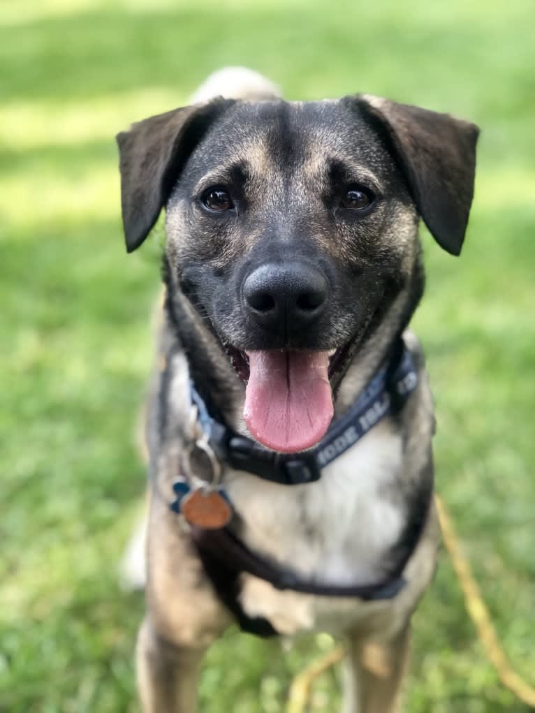 Rhody, a Norwegian Elkhound and Beagle mix tested with EmbarkVet.com