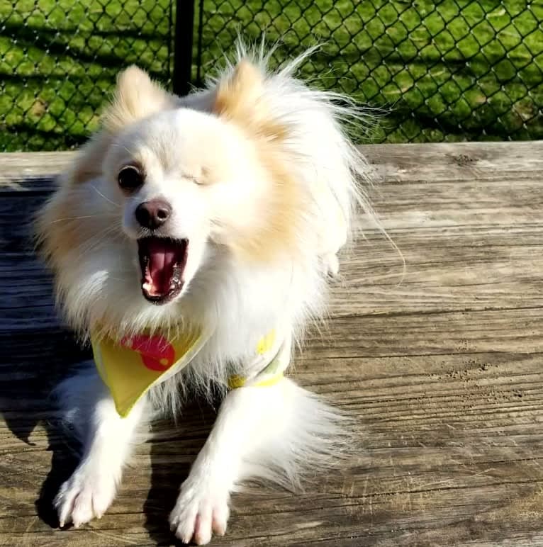 Miruko, a Pomeranian tested with EmbarkVet.com