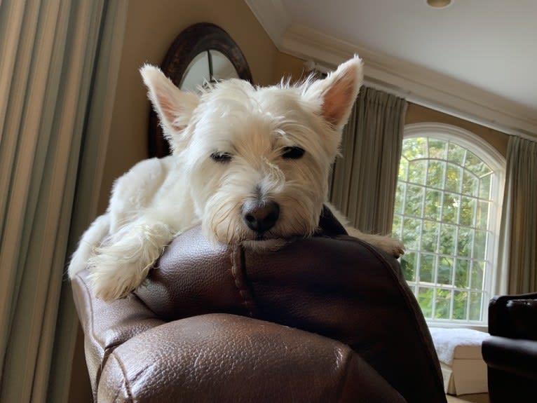 Lucy Lailer, a West Highland White Terrier tested with EmbarkVet.com