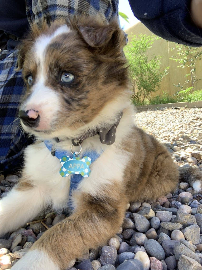 Appa, a Miniature/MAS-type Australian Shepherd and Chow Chow mix tested with EmbarkVet.com