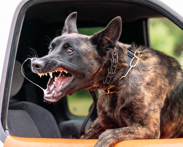 Static, a Dutch Shepherd tested with EmbarkVet.com