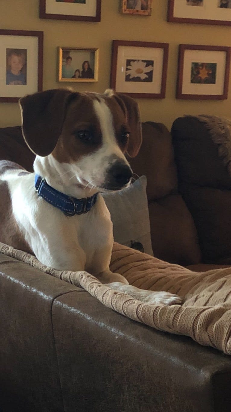 Linus, a Beagle and Chihuahua mix tested with EmbarkVet.com