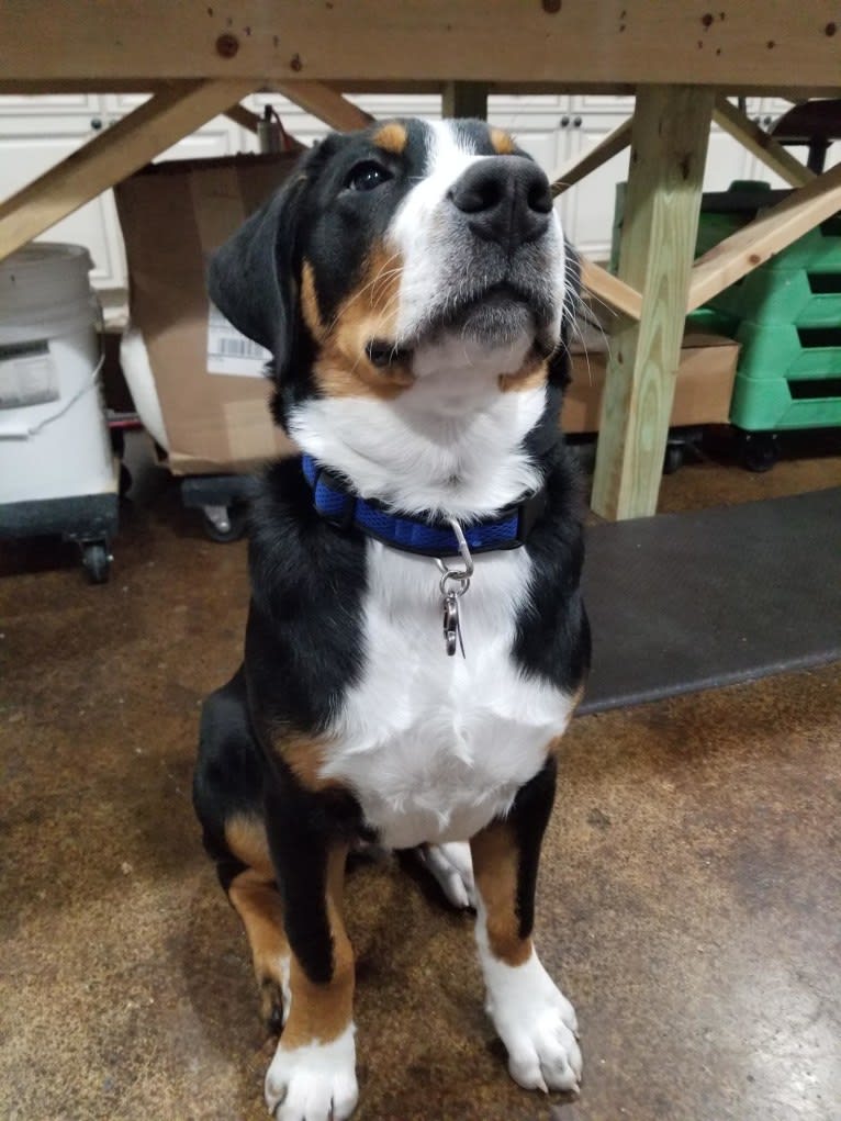 Tiberius, a Greater Swiss Mountain Dog tested with EmbarkVet.com