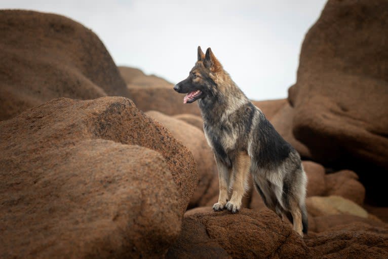 Fëalócëllen Eltänin, a German Shepherd Dog tested with EmbarkVet.com