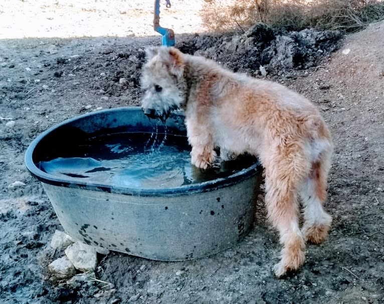 Sparkle, a Bouvier des Flandres tested with EmbarkVet.com