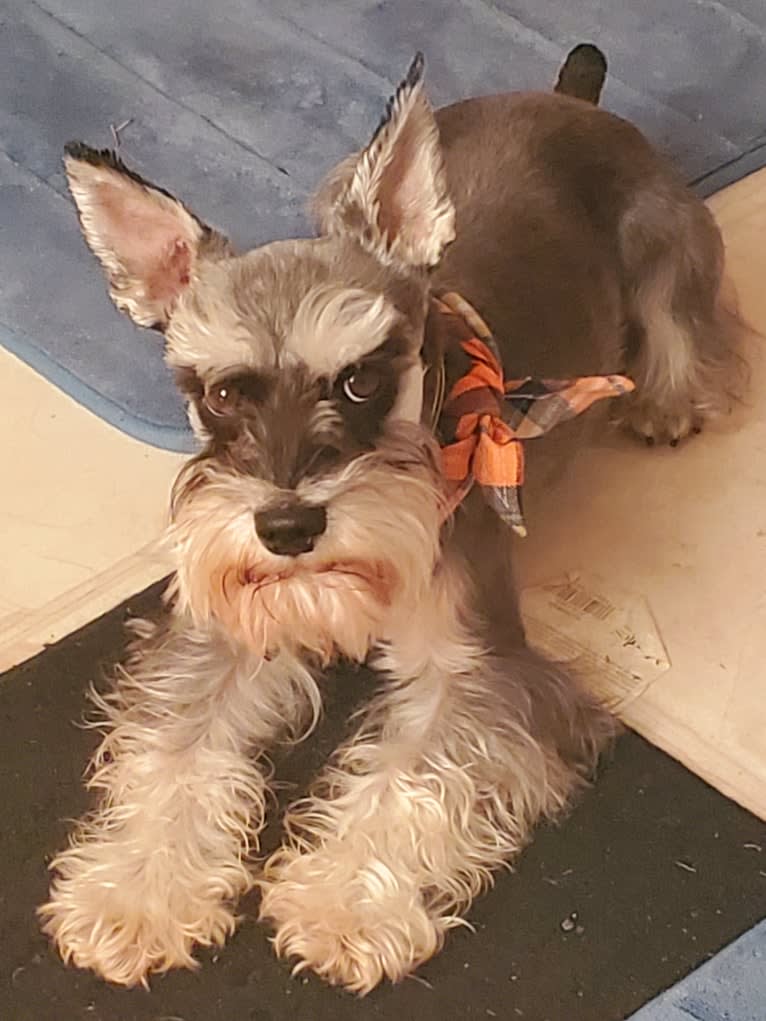 Sawyer, a Miniature Schnauzer tested with EmbarkVet.com