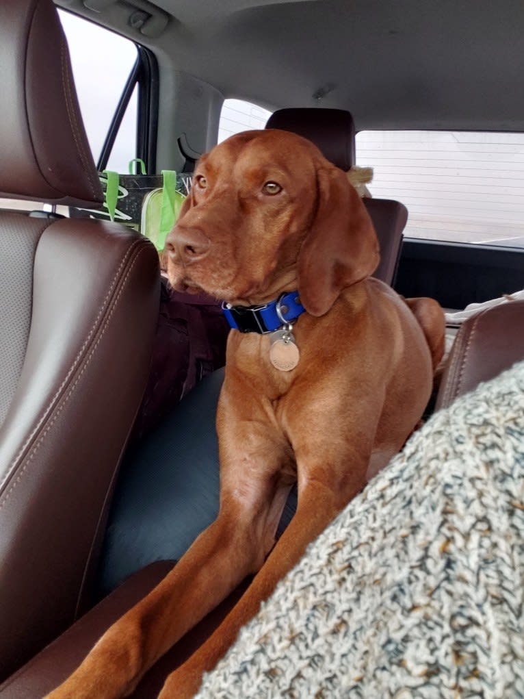 Ari, a Vizsla tested with EmbarkVet.com