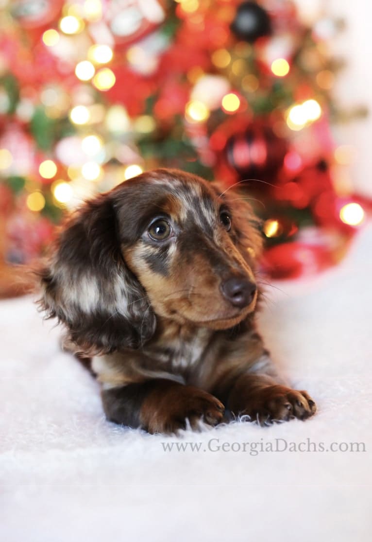 Sophie ROM, a Dachshund tested with EmbarkVet.com