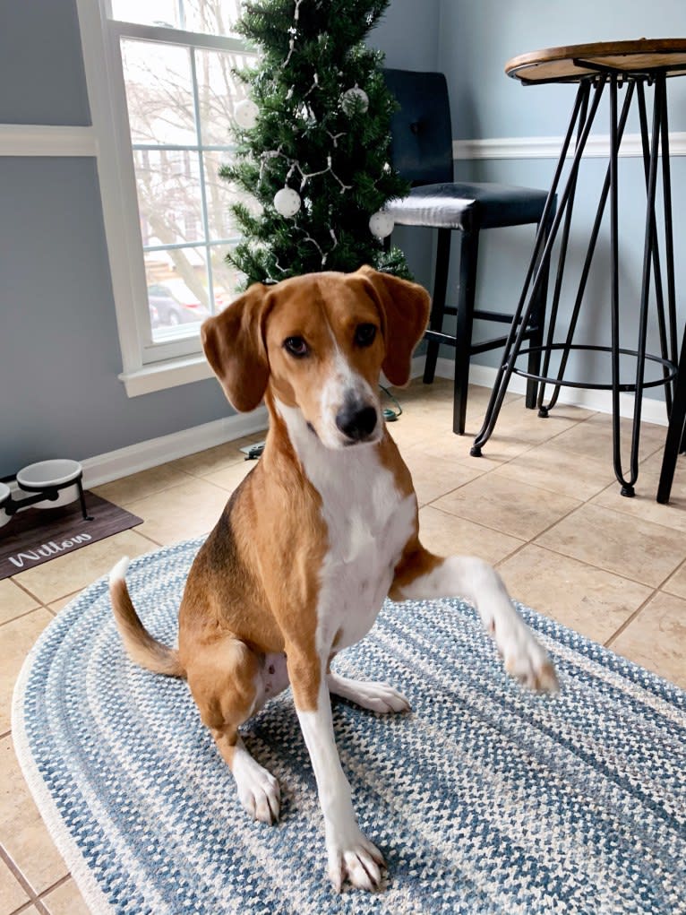 Willow, an American Foxhound tested with EmbarkVet.com