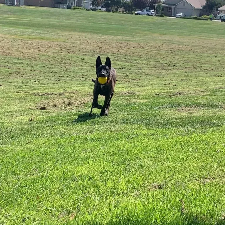 Static, a Dutch Shepherd tested with EmbarkVet.com