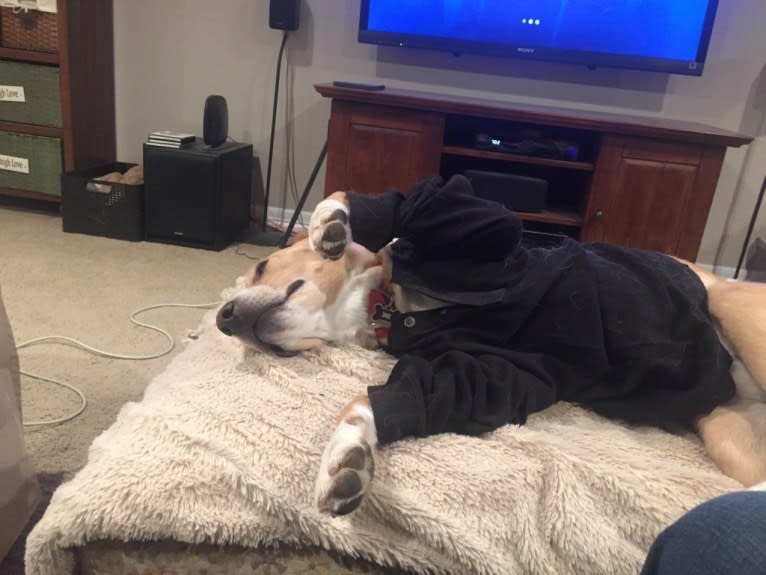 Augie, a Labrador Retriever and Australian Cattle Dog mix tested with EmbarkVet.com