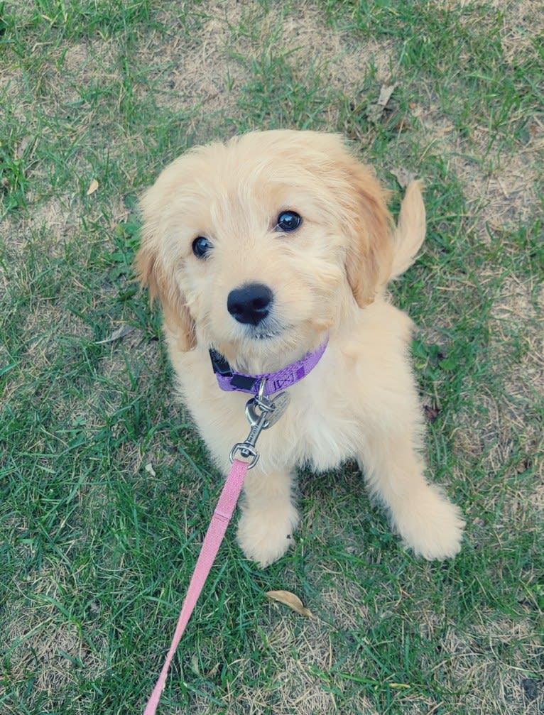 Sunnie, a Goldendoodle tested with EmbarkVet.com