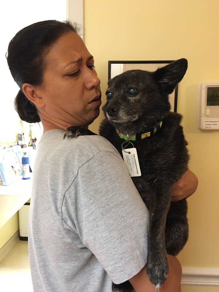 Harley, a Chihuahua and Rat Terrier mix tested with EmbarkVet.com